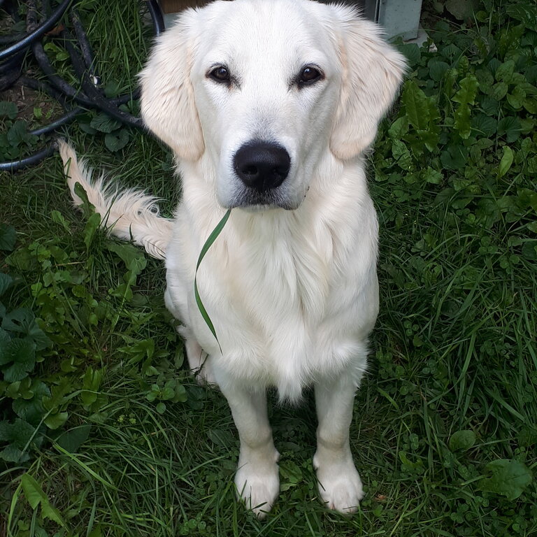 Young Golden retriever Male 