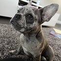 Beautiful French Bulldog -5