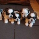 Gorgeous Shih tzu puppies for good home-2