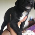 Cross breed puppies for sale 3x avaliable 2 male 1 female 8 weeks old -2