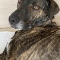 Plotts Hound - PUMA - Rescue dog -1