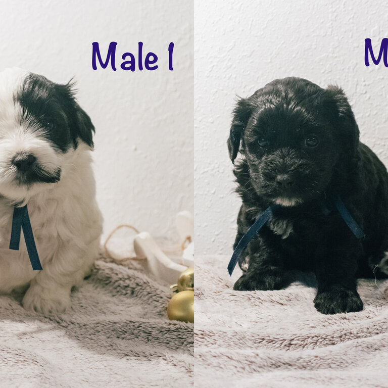 Poochon Shihtzu Cross Puppies