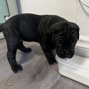 Italian cane corso puppies (purebred)-4