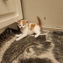 Standard Domestic Short Hair Kittens-1