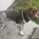 German shorthaired pointer GSP pup-0