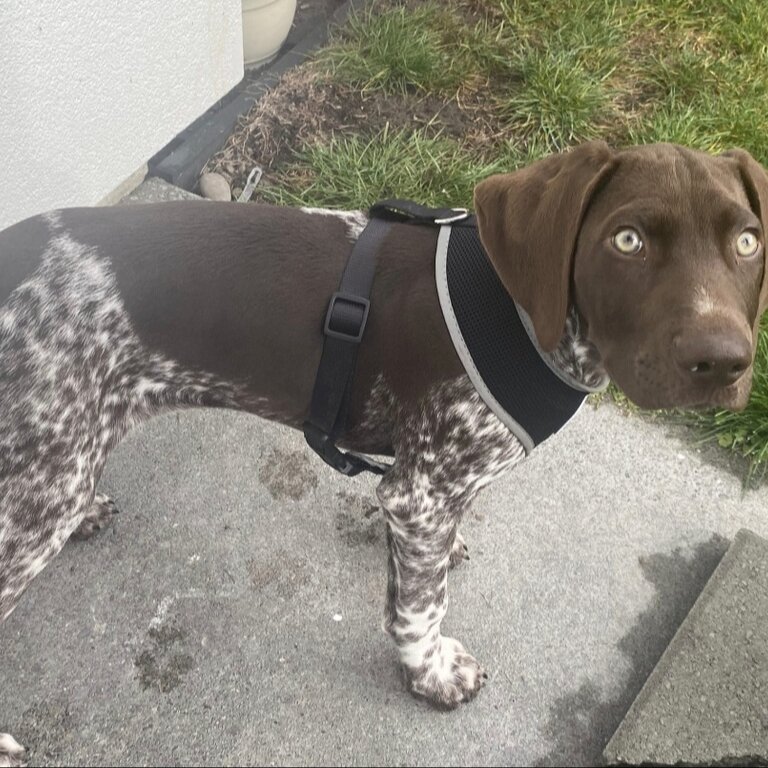 German shorthaired pointer GSP pup