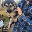 German Shepherd Cross Puppies-3