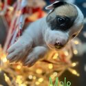 Puppies ready for Christmas -4