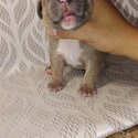 American bullies ABKC-2