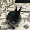 Netherland Dwarf Bunnies for sale-2