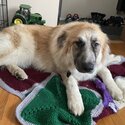 Great Pyrenees/ German Shepard -1