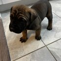 Italian cane corso puppies (purebred)-0