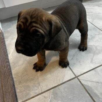 Italian cane corso puppies (purebred)