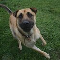 Keen German Shepherd x Shar-Pei, 24 months, vaxed/de-wormed/neutered/chipped-4