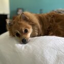 4 year old female Pomeranian mix -3