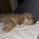 Goldendoodle puppy -2