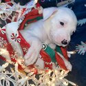 Puppies ready for Christmas -1