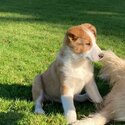 Rough Collie (Lassie) x Puppies-4