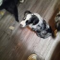 5 Australian shepherds Looking for there forever homes-3