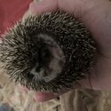 Baby hedgehogs-1