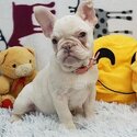 Cute French Bulldog Puppies Available-0