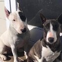 English Bull Terrier Bitch -0