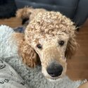 Miniature Poodle -3