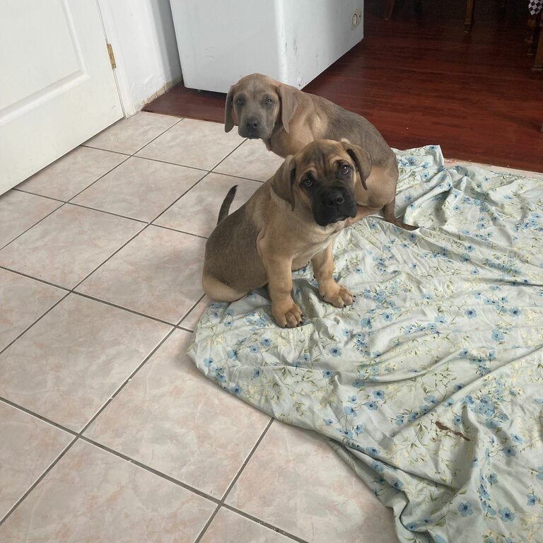 Female Cane Corso puppies for adoption 