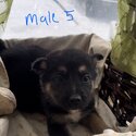 german shepherd puppies-4