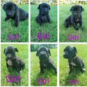 Purebred Mastiff puppies-2