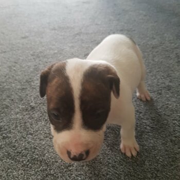 1 Male American Bulldog Pups