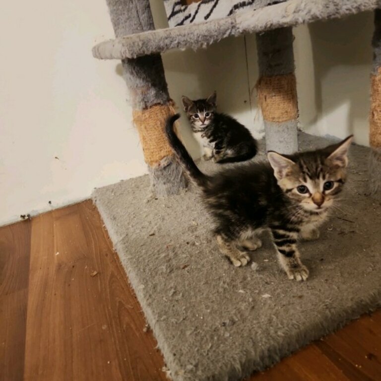 Half Siamese Silver Tabbys