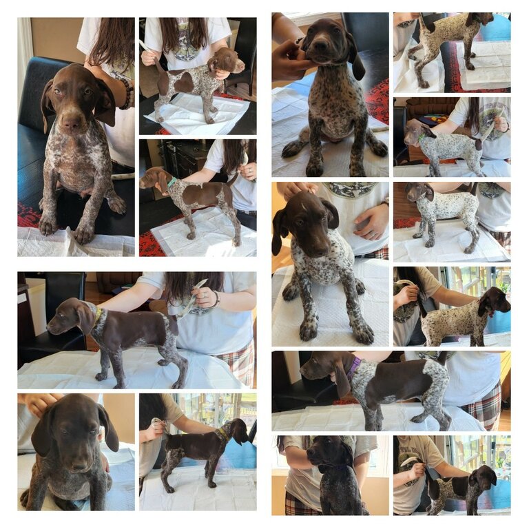 German shorthaired Pointers 