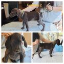 German Shorthaired Pointers for sale -0