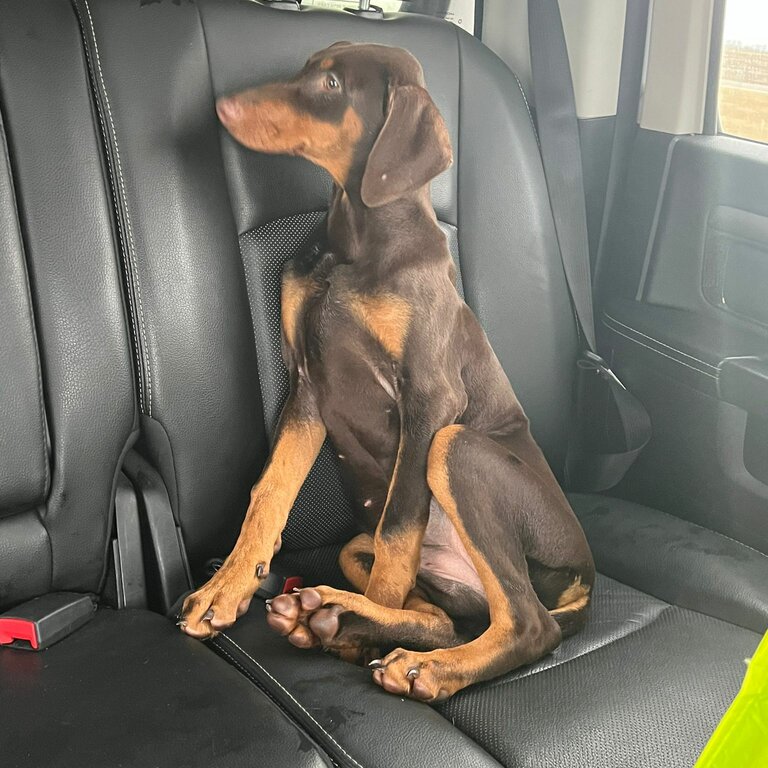 Doberman