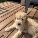 Rehoming my 3 month old purebred Mini Poodle puppy (male) -3