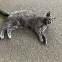 FEMALE ADULT CAT FOR REHOMING-4