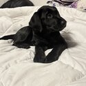 Cute black lab -2