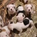 Alapaha Bulldog X American Bulldog puppies-2