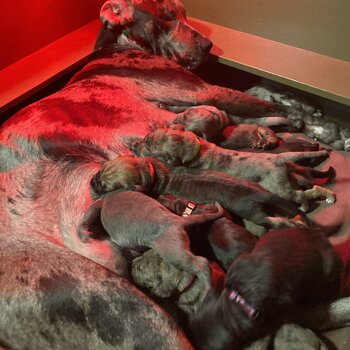 Mastiff-mix puppies 