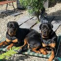 Rottweilers -2