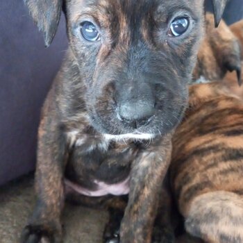 Staffy x German Shepard Puppies