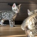 Bengal kittens for sale -4