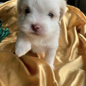 Maltipoo puppy for sale-1