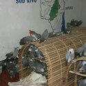 Available African Grey Parrots For Rehoming-2