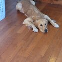 Purebred Golden Retriver looking for Forever Home-2