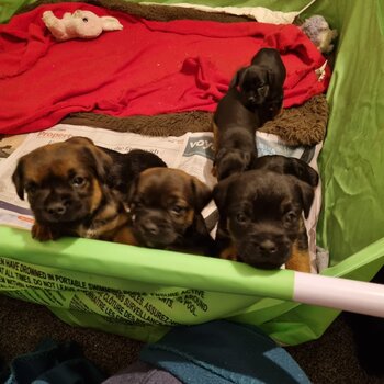 Border Terrier Puppies