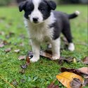 Purebred long haired border collie pups-5