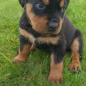 Rottweiler puppies-5