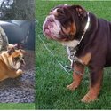 Bulldog Anglais chiots/ Englishh Bulldog puppies-5